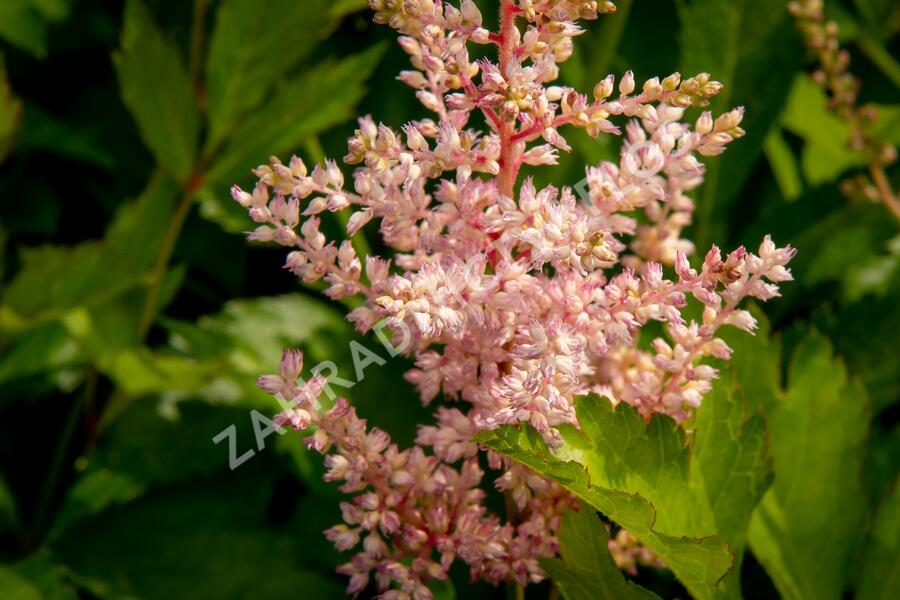 Čechrava Arendsova 'Peaches and Cream' - Astilbe arendsii 'Peaches and Cream'