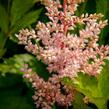 Čechrava Arendsova 'Peaches and Cream' - Astilbe arendsii 'Peaches and Cream'