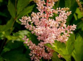Čechrava Arendsova 'Peaches and Cream' - Astilbe arendsii 'Peaches and Cream'