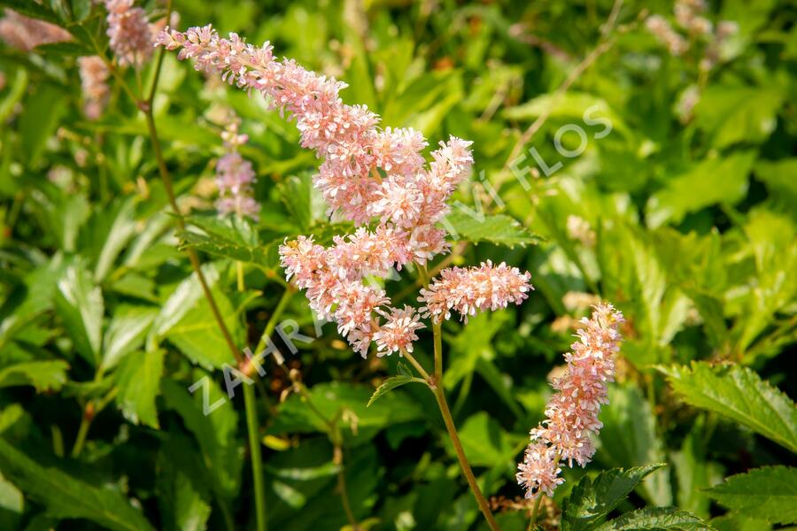 Čechrava japonská 'Europa' - Astilbe japonica 'Europa'