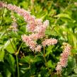 Čechrava japonská 'Europa' - Astilbe japonica 'Europa'