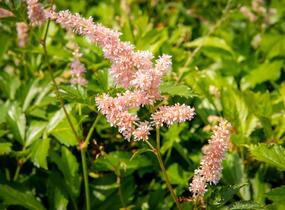 Čechrava japonská 'Europa' - Astilbe japonica 'Europa'