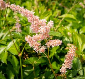 Čechrava japonská 'Europa' - Astilbe japonica 'Europa'