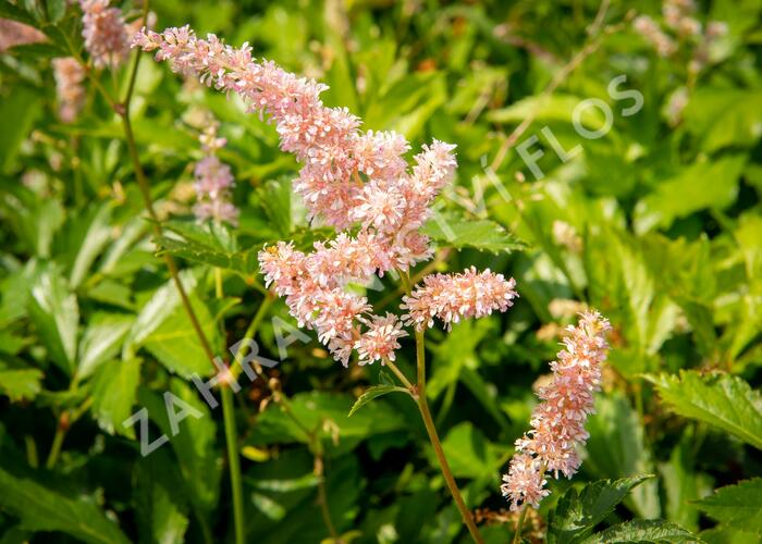 Čechrava japonská 'Europa' - Astilbe japonica 'Europa'