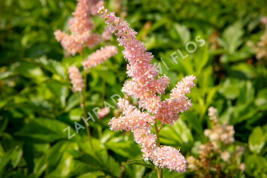 Čechrava japonská 'Europa' - Astilbe japonica 'Europa'