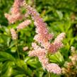 Čechrava japonská 'Europa' - Astilbe japonica 'Europa'