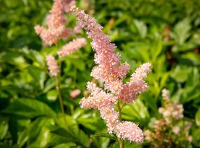 Čechrava japonská 'Europa' - Astilbe japonica 'Europa'