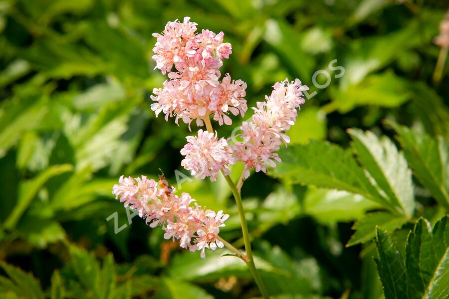 Čechrava japonská 'Europa' - Astilbe japonica 'Europa'