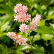 Čechrava japonská 'Europa' - Astilbe japonica 'Europa'