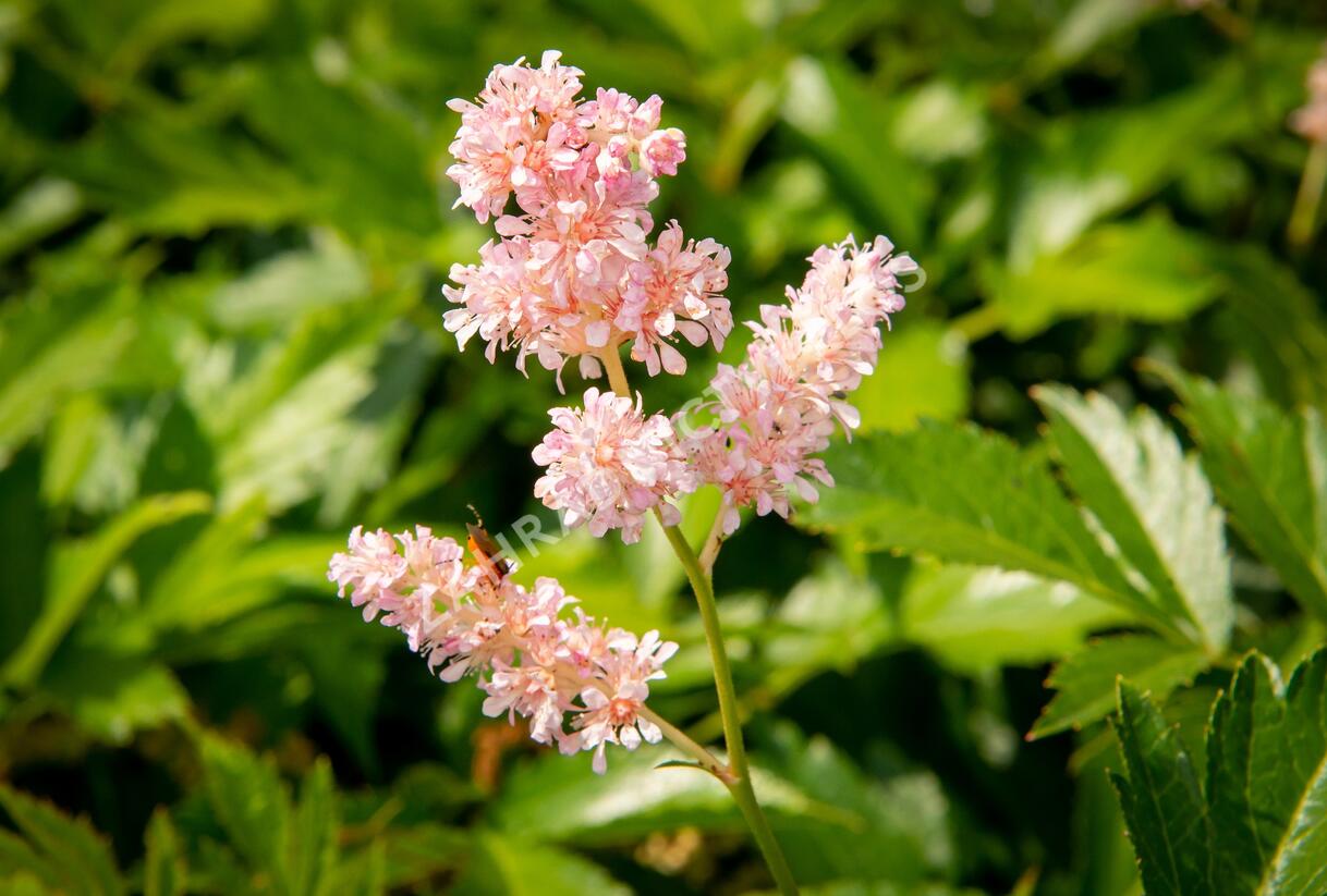 Čechrava japonská 'Europa' - Astilbe japonica 'Europa'