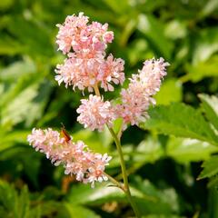 Čechrava japonská 'Europa' - Astilbe japonica 'Europa'