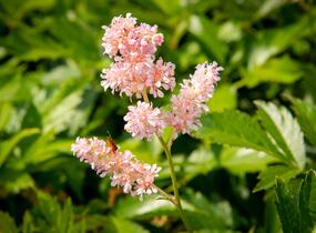 Čechrava japonská 'Europa' - Astilbe japonica 'Europa'