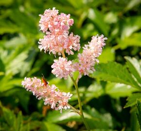 Čechrava japonská 'Europa' - Astilbe japonica 'Europa'