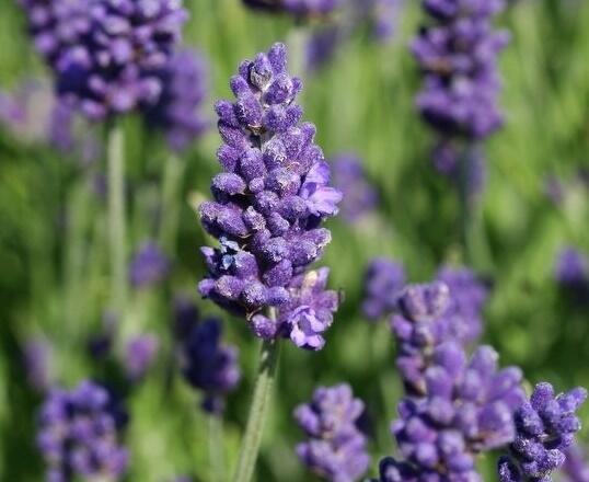 Levandule úzkolistá 'Arabian Nights' - Lavandula angustifolia 'Arabian Nights'