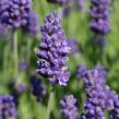 Levandule úzkolistá 'Arabian Nights' - Lavandula angustifolia 'Arabian Nights'