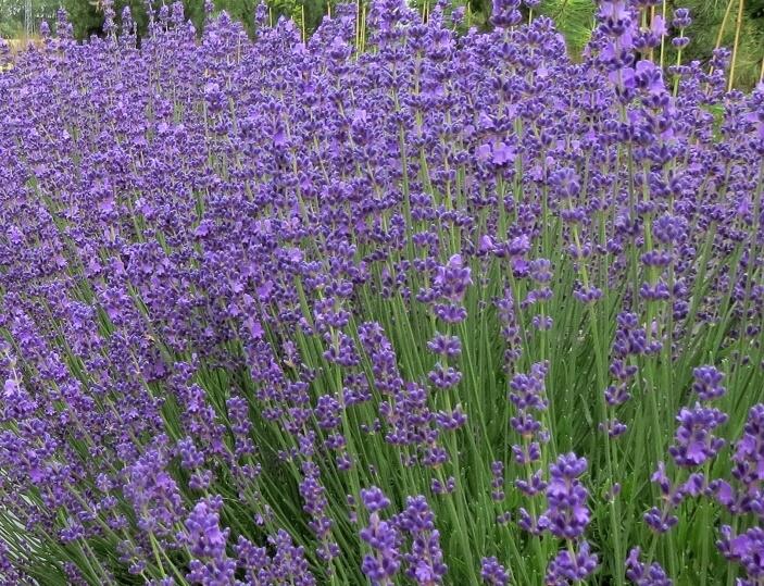 Levandule úzkolistá 'Beate' - Lavandula angustifolia 'Beate'