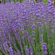 Levandule úzkolistá 'Beate' - Lavandula angustifolia 'Beate'