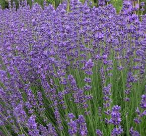 Levandule úzkolistá 'Beate'