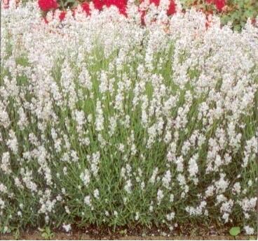 Levandule úzkolistá 'Alba' - Lavandula angustifolia 'Alba'