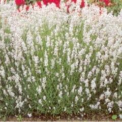 Levandule úzkolistá 'Alba' - Lavandula angustifolia 'Alba'