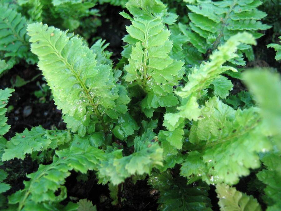 Kapradina štětinonosná 'Congestum' - Polystichum setiferum 'Congestum'