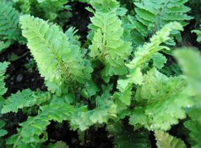Kapradina štětinonosná 'Congestum' - Polystichum setiferum 'Congestum'