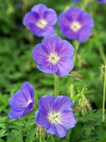 Kakost 'Orion' - Geranium 'Orion'