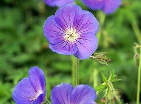 Kakost 'Orion' - Geranium 'Orion'