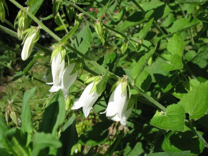Zvonek česnáčkolistý - Campanula alliariifolia
