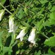 Zvonek česnáčkolistý - Campanula alliariifolia