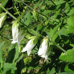 Zvonek česnáčkolistý - Campanula alliariifolia