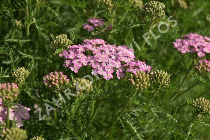 Řebříček obecný 'Wonderful Wampee' - Achillea 'Wonderful Wampee'