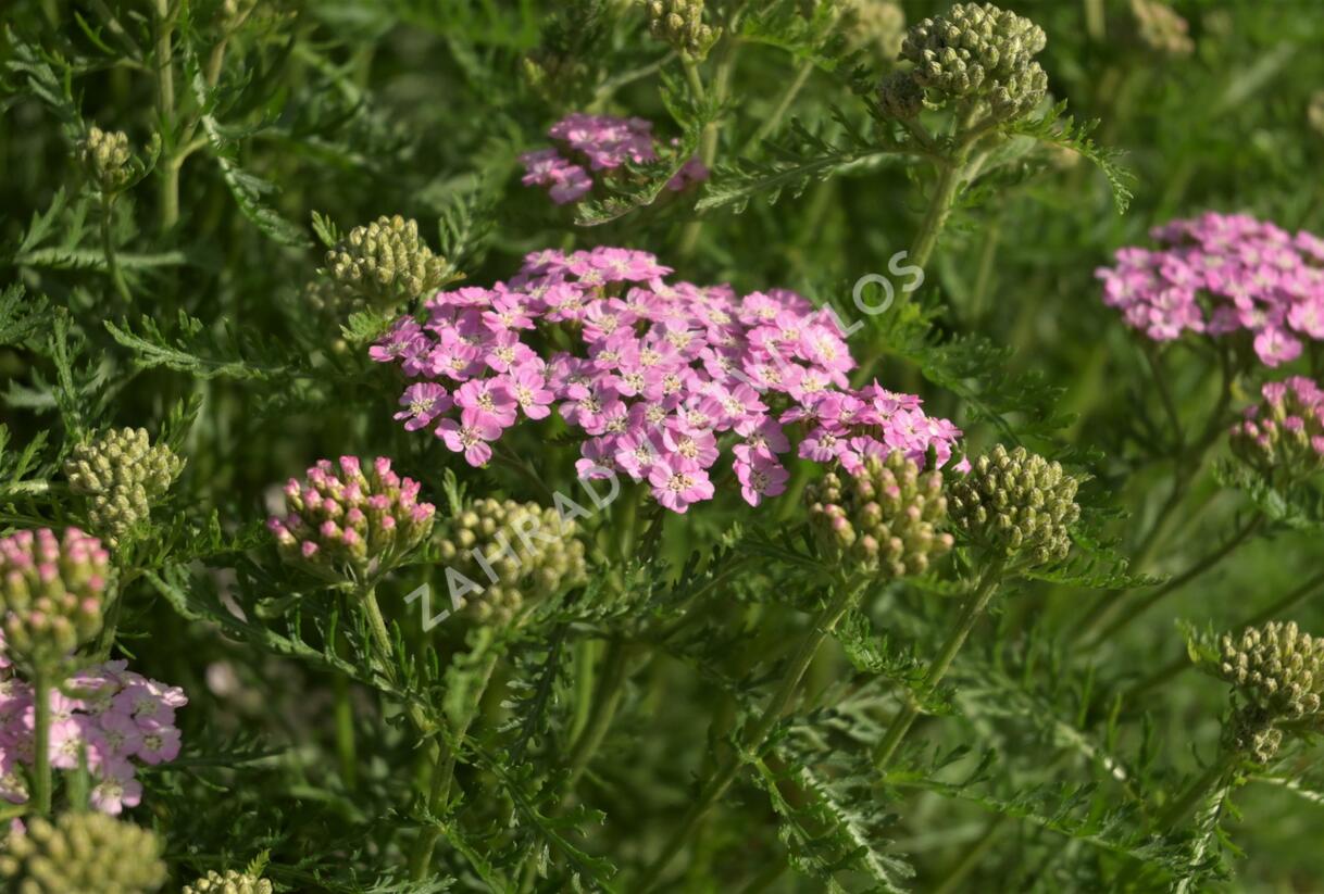 Řebříček obecný Tutti Frutti 'Wonderful Wampee' - Achillea millefolium Tutti Frutti 'Wonderful Wampee'