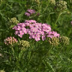 Řebříček obecný Tutti Frutti 'Wonderful Wampee' - Achillea millefolium Tutti Frutti 'Wonderful Wampee'