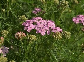 Řebříček obecný Tutti Frutti 'Wonderful Wampee' - Achillea millefolium Tutti Frutti 'Wonderful Wampee'