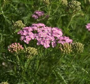 Řebříček obecný Tutti Frutti 'Wonderful Wampee' - Achillea millefolium Tutti Frutti 'Wonderful Wampee'