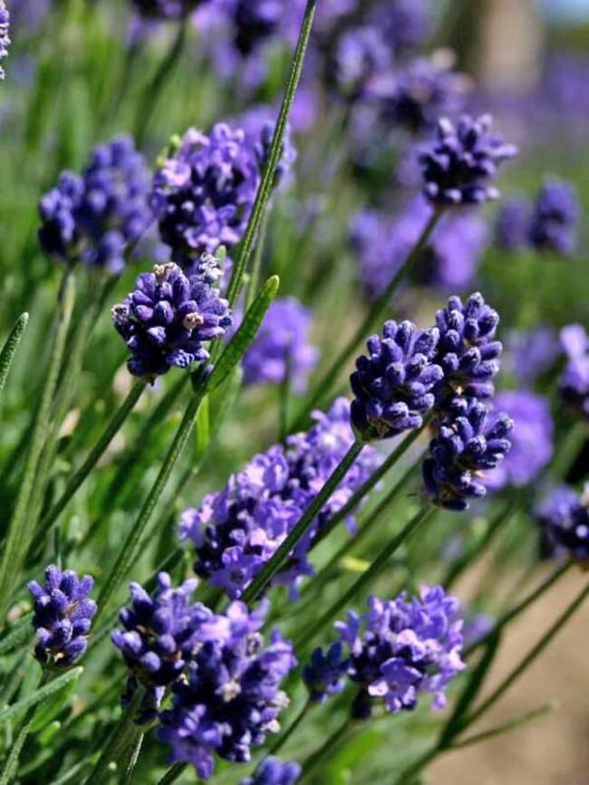 Levandule 'Thumbelina' - Lavandula angustifolia 'Thumbelina'