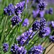 Levandule 'Thumbelina' - Lavandula angustifolia 'Thumbelina'