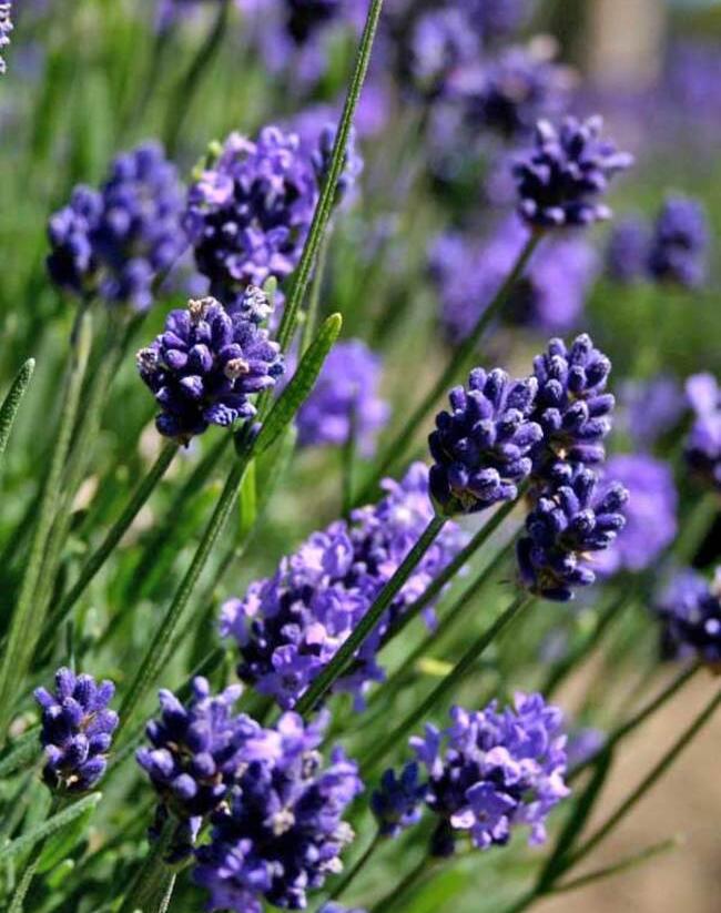 Levandule 'Thumbelina' - Lavandula angustifolia 'Thumbelina'