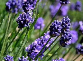 Levandule 'Thumbelina' - Lavandula angustifolia 'Thumbelina'