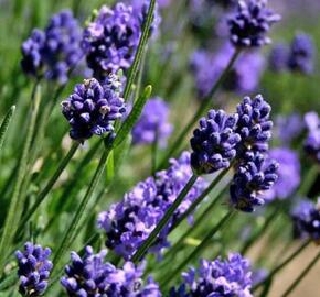 Levandule 'Thumbelina' - Lavandula angustifolia 'Thumbelina'