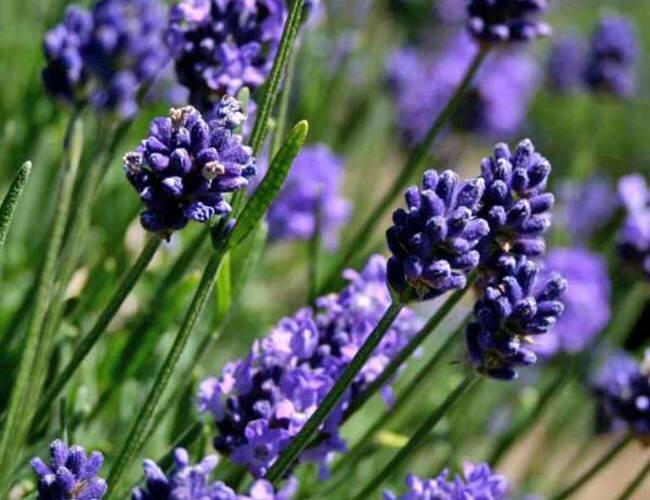 Levandule 'Thumbelina' - Lavandula angustifolia 'Thumbelina'