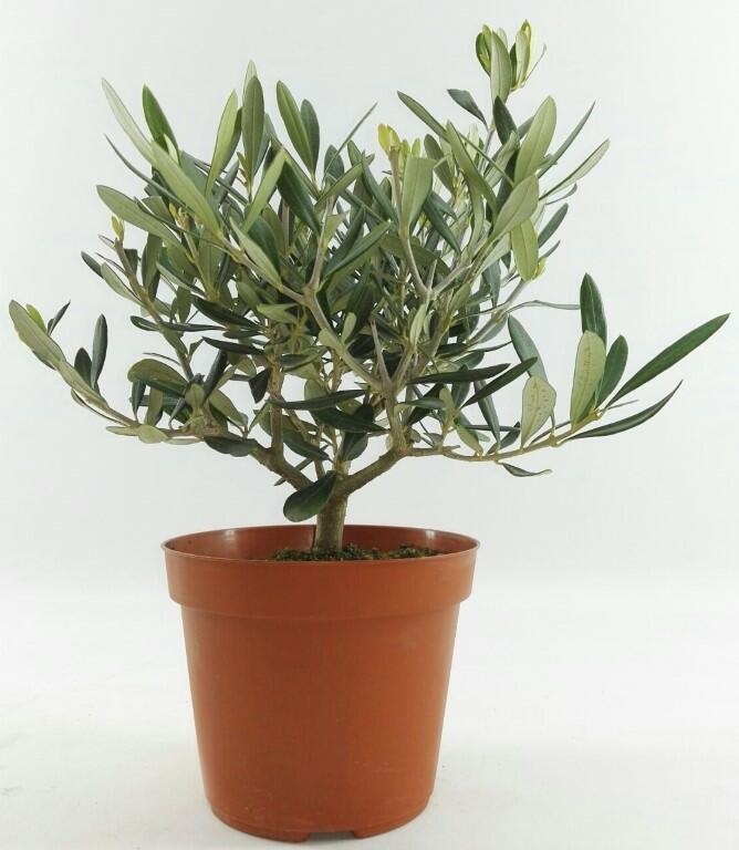 Oliva evropská - Olea europaea