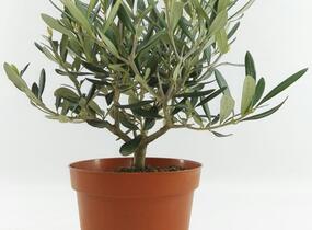Oliva evropská - Olea europaea