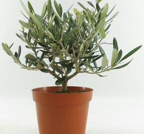 Oliva evropská - Olea europaea