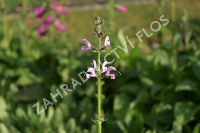 Šalvěj luční 'Eveline' - Salvia pratensis 'Eveline'