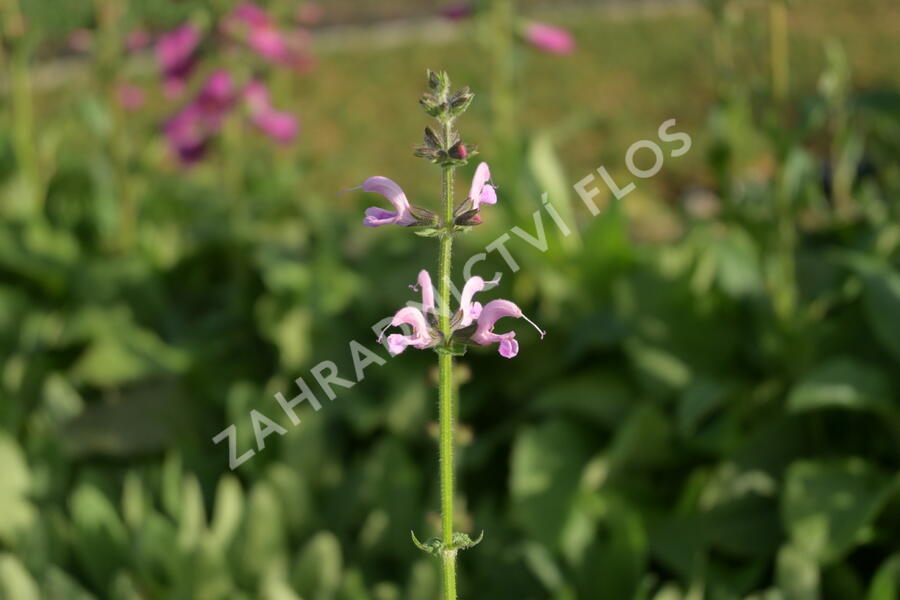 Šalvěj luční 'Eveline' - Salvia pratensis 'Eveline'