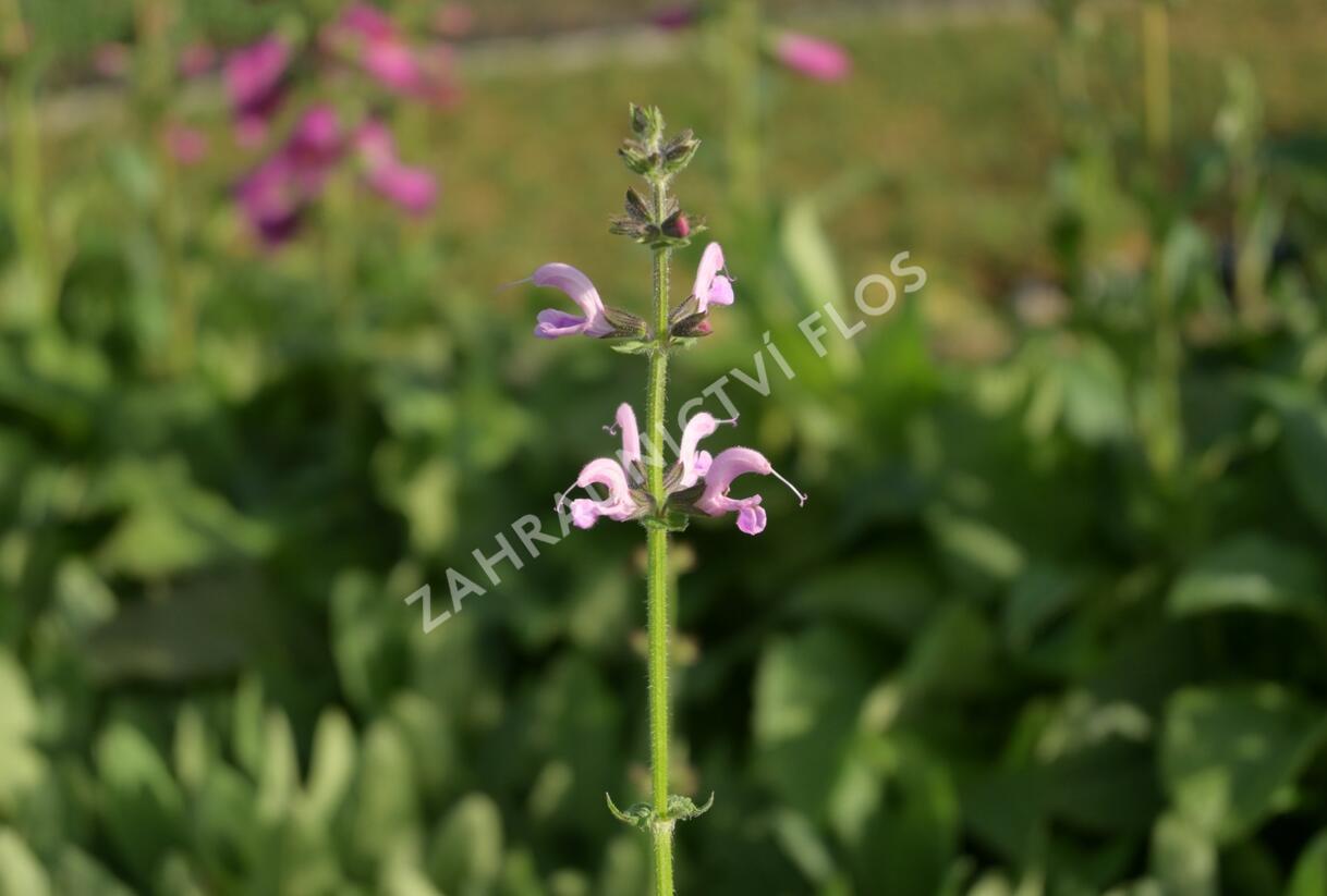 Šalvěj luční 'Eveline' - Salvia pratensis 'Eveline'