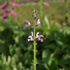 Šalvěj luční 'Eveline' - Salvia pratensis 'Eveline'