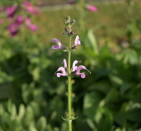 Šalvěj luční 'Eveline' - Salvia pratensis 'Eveline'